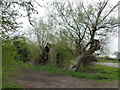 TL5264 : Bent and busted willows near Jack of Clubs Farm, Lode by Richard Humphrey