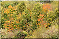 J3370 : Autumn trees, Lagan Meadows, Belfast (October 2014) by Albert Bridge