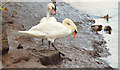 J3470 : Swans, River Lagan, Stranmillis, Belfast (November 2014) by Albert Bridge