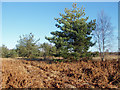 SU8359 : Pines and bracken, Yateley Common by Alan Hunt