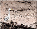 J3370 : Heron, River Lagan, Belfast - February 2015(1) by Albert Bridge