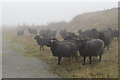 SP9314 : The sheep are out in all weathers at College Lake by Chris Reynolds