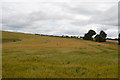 TQ3211 : Barley field by Ditchling Road by N Chadwick