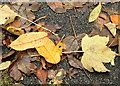 J3673 : Autumn leaves, Comber Greenway, Belfast - November 2015(2) by Albert Bridge