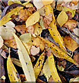 J3673 : Autumn leaves, Comber Greenway, Belfast - November 2015(3) by Albert Bridge