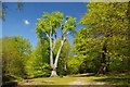 TQ4097 : Magnificent Beech Pollard in Hill Wood by Glyn Baker