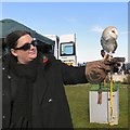 SH7882 : An Owl in Llandudno by Gerald England