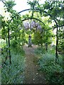 TQ5509 : Pergola leading to statue and wisteria by Rob Farrow