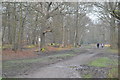 TQ4399 : Centenary Walk, Epping Forest (set of 6 images) by N Chadwick