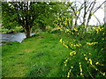 H4772 : Grassy riverbank, Mullaghmore by Kenneth  Allen