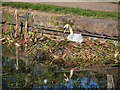 SD7908 : Nesting Swan on the Manchester, Bolton and Bury Canal by David Dixon