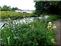 H4772 : Overgrown riverbank along the Camowen River by Kenneth  Allen