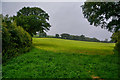 ST5458 : Ubley : Grassy Field by Lewis Clarke