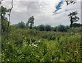 SD4213 : Wild wetland area of Martin Mere WWT by Anthony Parkes