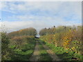 SE8690 : Track to Low Pasture farm by steven ruffles