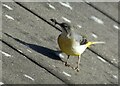 SJ9594 : Lunch for a little bird by Gerald England