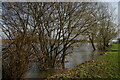 SK8176 : Willow trees in the water, River Trent, Church Laneham by Christopher Hilton