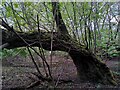 SP3980 : Goat willow, Coombe Abbey Park by A J Paxton