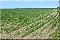 TG3830 : Happisburgh: Sugar beet crop by Michael Garlick