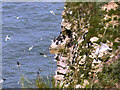 TA1974 : Sea Birds nesting at Bempton Cliffs by David Dixon