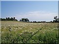 SO8845 : Croome Church by Bob Embleton