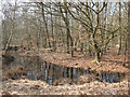 TQ4399 : Epping Forest: small pond by Stephen Craven