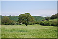 SE9590 : Tree in a field of Barley by N Chadwick