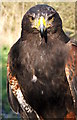 NZ2575 : Hetty the Harris Hawk by Christine Westerback