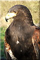 NZ2575 : Hetty the Harris Hawk by Christine Westerback