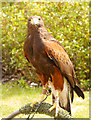 SD5705 : Harris Hawk by David Dixon