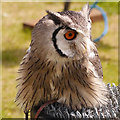 SD5705 : Southern White-Faced Scops Owl by David Dixon