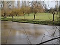 SP2965 : Pruned weeping willows, floodmeadow behind Ashley Crescent, Warwick by Robin Stott