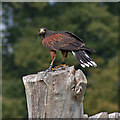 SE6083 : Display bird at the International Centre for Birds of Prey by Pauline E