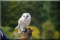 SD1096 : Falconry Display, Muncaster Castle, Cumbria by Christine Matthews