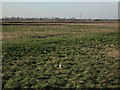 TL4279 : Barn Owl near Four Acres by Hugh Venables