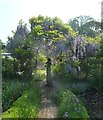 TQ5509 : Statue of girl under Wisteria, Michelham Priory by Rob Farrow