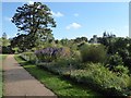 SO8845 : The Evergreen Shrubbery, Croome Park by Philip Halling