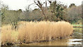 J3470 : Winter grass, River Lagan, Stranmillis, Belfast (March 2017) by Albert Bridge