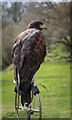 TQ7825 : Harris Hawk at Bodiam Castle, East Sussex by Christine Matthews