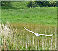 TF8605 : Barn owl near the River Wissey by Mat Fascione