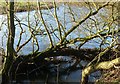 SK4531 : Partly submerged willow alongside the River Derwent by Alan Murray-Rust