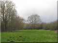 SP8850 : Large Willow at Emberton Country Park by M J Richardson