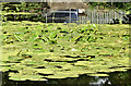 J2766 : Water lilies, Lagan canal. Lambeg (July 2018) by Albert Bridge