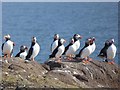 NT6599 : A circus of puffins (set of 3 images) by Oliver Dixon