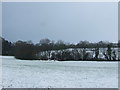 SO3416 : Grazing, Llanddewi Skirrid by JThomas