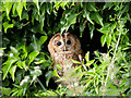  : Tawny Owl in Hedgerow by David Dixon