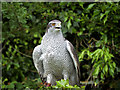  : Goshawk by David Dixon