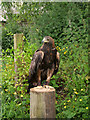  : Golden Eagle, Shropshire Falconry by David Dixon