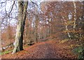 NS6860 : River Clyde Walkway north of Bothwell Castle by Alan O'Dowd