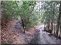 TQ5540 : Footpath and bridleway near Speldhurst by Malc McDonald